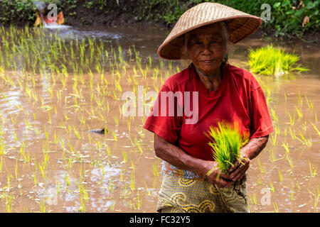 Porträt einer alten Frau, die im Dorf in der Nähe des Vulkans Merapi Reis anpflanzt. Java Indonesien. Stockfoto