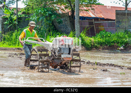 Ein Bauer pflügt das Paddy-Feld zum Pflanzen in einem Dorf in der Nähe des Vulkans Merapi. Java Indonesien. Stockfoto