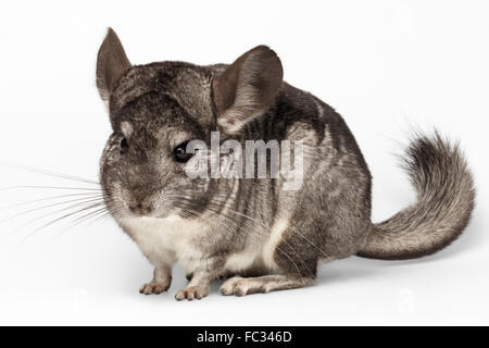 Closeup Chinchilla vor anzeigen auf weiß Stockfoto