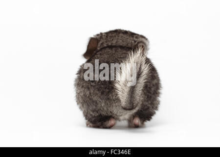 Heck des Baby Chinchilla grau auf weiß Stockfoto