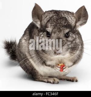 Close-up Chinchilla Essen Erdnüsse auf weiß Stockfoto