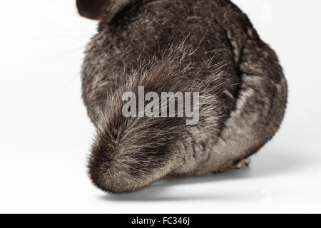 Heck des Chinchilla grau auf weiß Stockfoto