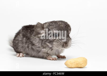 Gray Baby Chinchilla mit Erdnüssen auf weiß Stockfoto