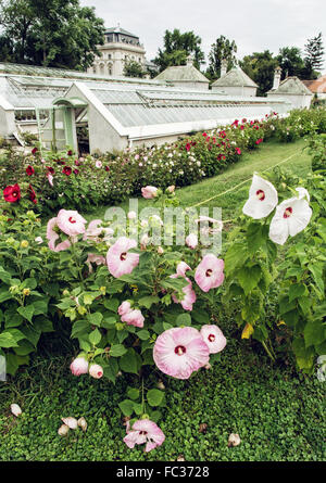 Verschiedenen Hibiskusblüten in Orangerie in der Nähe von Palais Festetics. Keszthely, Zala, Ungarn. Gartenarbeit-Thema. Stockfoto