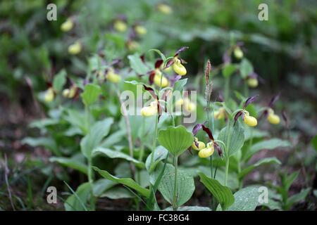 Ladys Slipper Orchidee (Cypripedium Calceolus) Stockfoto