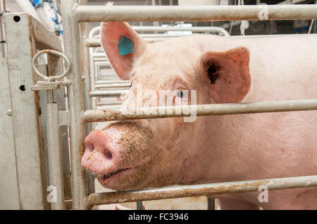 Auf einem Bauernhof Schwein Stockfoto