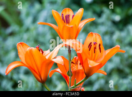 Orange asiatischen Lilien wachsen im Sommergarten. Stockfoto