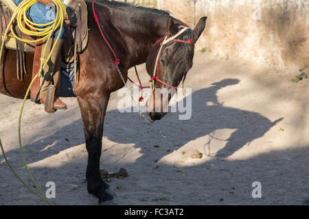 Der Schatten eines mexikanischen Charro oder Cowboy während des Trainings für einen Charreada Wettbewerb auf einer Hacienda-Ranch in Alcocer, Mexiko. Die Charreada ist eine traditionelle mexikanische Rodeo und testet die Fähigkeiten des Cowboys reiten, Abseilen und Vieh zu kontrollieren. Stockfoto