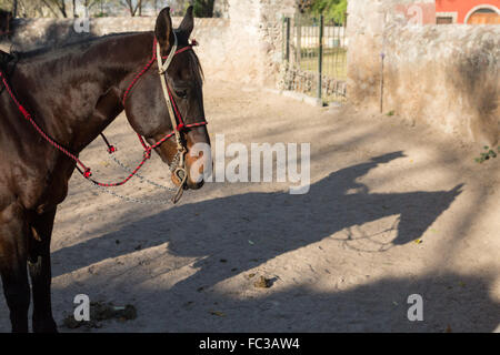 Der Schatten eines mexikanischen Charro oder Cowboy während des Trainings für einen Charreada Wettbewerb auf einer Hacienda-Ranch in Alcocer, Mexiko. Die Charreada ist eine traditionelle mexikanische Rodeo und testet die Fähigkeiten des Cowboys reiten, Abseilen und Vieh zu kontrollieren. Stockfoto