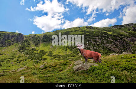 Rothirsch Gebrüll in den Bergen Stockfoto