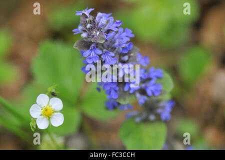 Blaue Signalhorn Stockfoto
