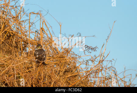 Sperber (Accipiter Nisus) auf die Bracken in der frühen Sonne, Burley Moor Stockfoto