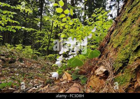 Sauerklee Stockfoto