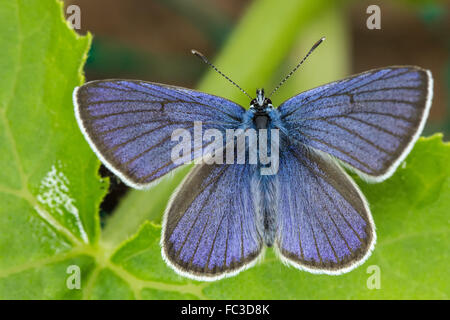 Mazarine Blue 2 Stockfoto