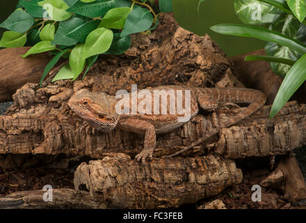 Bartagame: Pogona sp. Stockfoto