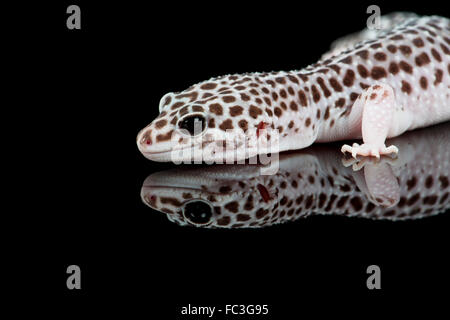 Leopardgecko: Eublepharis Macularius. Stockfoto