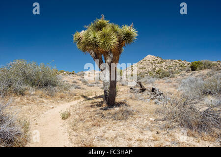 Wandern entlang des Weges zu Warren Gipfel im Joshua Tree Nationalpark, Kalifornien Stockfoto