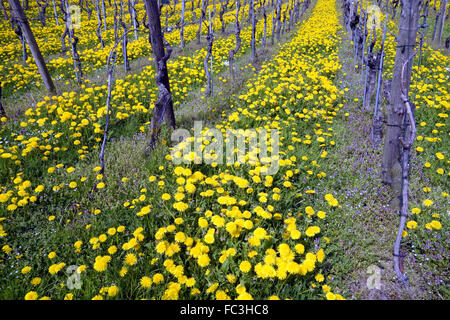 Weinblätter in den Alpen Stockfoto