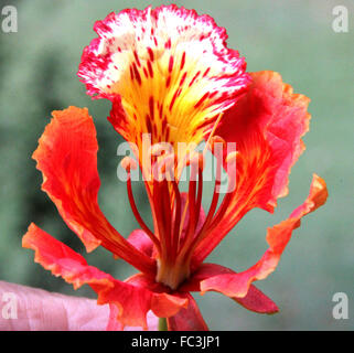 Delonix Regia, Gulmohar, Royal Poinciana, ornamentale Laubbaum mit Farn wie Blätter und rot gefleckte Blüten, Allee-Baum Stockfoto