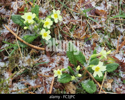 Hagelkörner schmiegt sich zwischen frühen Frühlingsblumen im englischen Lake District. Stockfoto