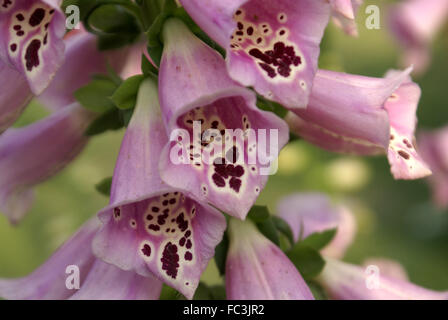 Digitalis Purpurea, purpurrote Fingerhut, krautige Pflanze mit lila gefleckte Blüten, Zier- und Heilpflanzen, Digoxin Medizin Stockfoto