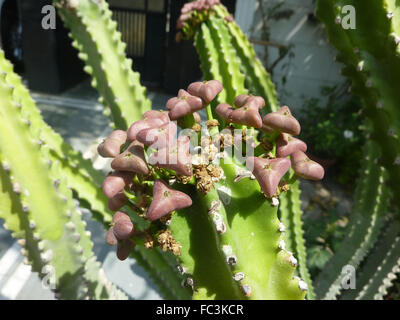 Euphorbia Royleana mit 5-7 abgewinkelten Cactus wie Stämme mit Stacheln entlang Winkeln, verlässt großer Löffel geformt Himalaya-Anlage Stockfoto