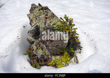 Haken-Insel schmelzen Frühling in der tundra Stockfoto