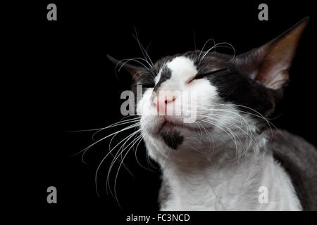 Closeup Portrait der Cornish Rex mit geschlossenen Augen isoliert auf schwarz Stockfoto