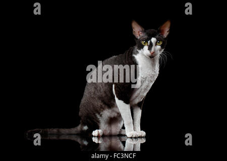 Cornish Rex sitzt und auf der Suche in Kamera isoliert Stockfoto