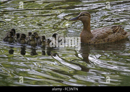 Stockente Stockfoto