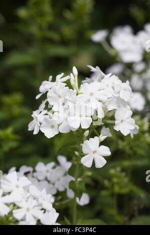 Phlox Paniculata "Mount Fuji". Stockfoto