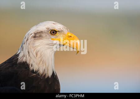 Weißkopf-Seeadler (Haliaeetus Leucocephalus), Kopfschuss, Porträt von American Eagle. Stockfoto