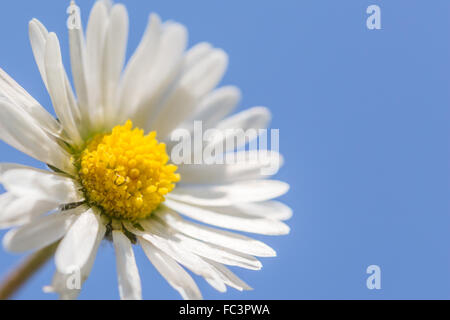 Makro von Daisy vor blauem Himmel Stockfoto