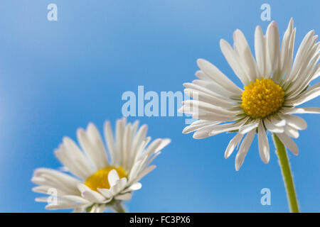 Makro von Daisy vor blauem Himmel Stockfoto
