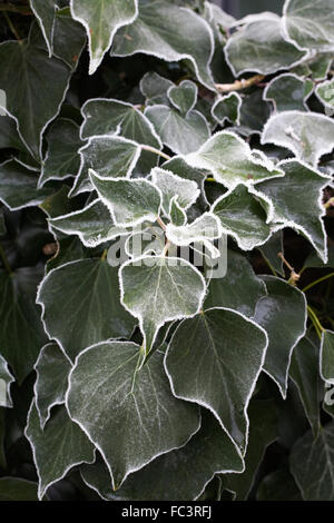 Frost bedeckt Hedera. Efeu Blätter im Winter. Stockfoto