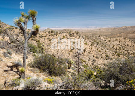 Wandern entlang des Weges zu Warren Gipfel im Joshua Tree Nationalpark, Kalifornien Stockfoto