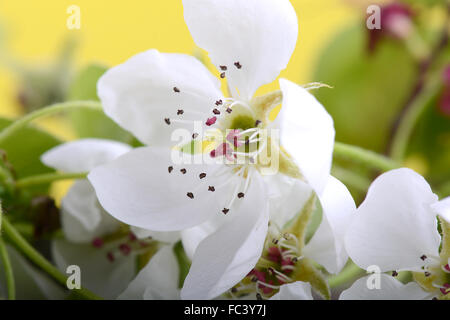 Apfelblüten im Frühling auf weißem Hintergrund Stockfoto