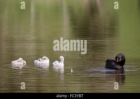 Schwarzer Schwan, Cygnus olor, Erwachsene mit drei cygnets Stockfoto