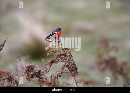 Flamme Robin, Petroica Phoenicea, Männlich Stockfoto