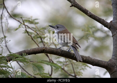 Grey Shrike-Soor, Colluricincla Mundharmonika Stockfoto