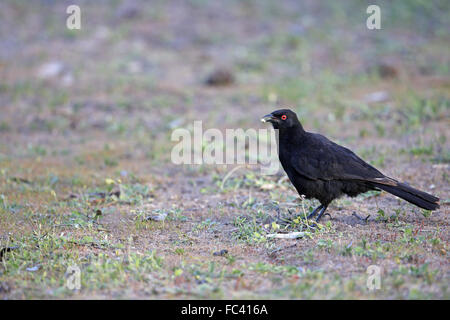 Weiß-winged Alpenkrähe, Corcorax melanorhamphos Stockfoto