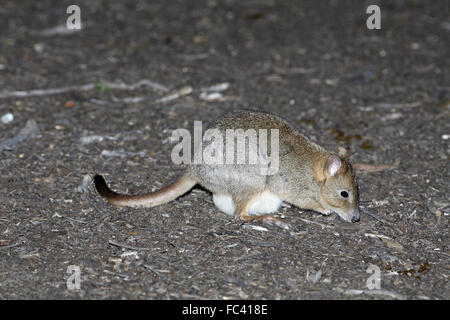 Bürsten-angebundene Bettong Bettongia Ogilbyi, in der Nacht Stockfoto