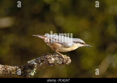 Eurasische Kleiber (Sitta Europaea), Andujar, Provinz Jaen, Andalusien, Spanien Stockfoto