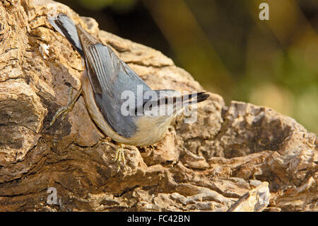 Eurasische Kleiber (Sitta Europaea), Andujar, Provinz Jaen, Andalusien, Spanien Stockfoto