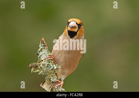 Kernbeißer (Coccothraustes Coccothraustes). Andujar, Provinz Jaen, Andalusien, Spanien Stockfoto