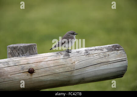 Jacky Winter, Microeca fascinans Stockfoto