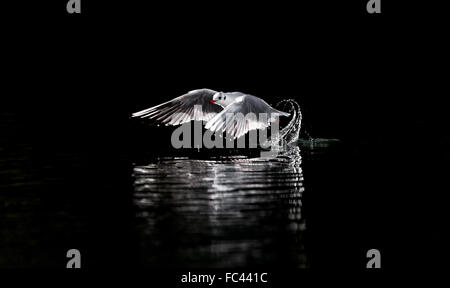 Black Headed Gull wegfliegen. Stockfoto