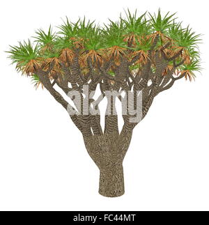 Kanarischen Drachenbaum oder Drago, Dracaena Draco in weißem Hintergrund - 3D Render isoliert Stockfoto