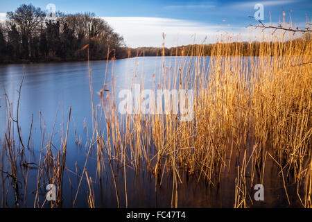 Ein sonniger Wintertag auf Coate Wasser in Swindon. Stockfoto