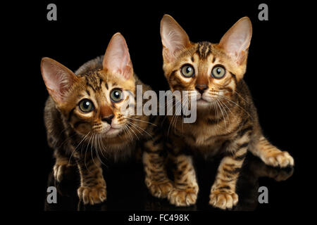 Zwei Bengal Kätzchen suchen in Kamera auf schwarz Stockfoto